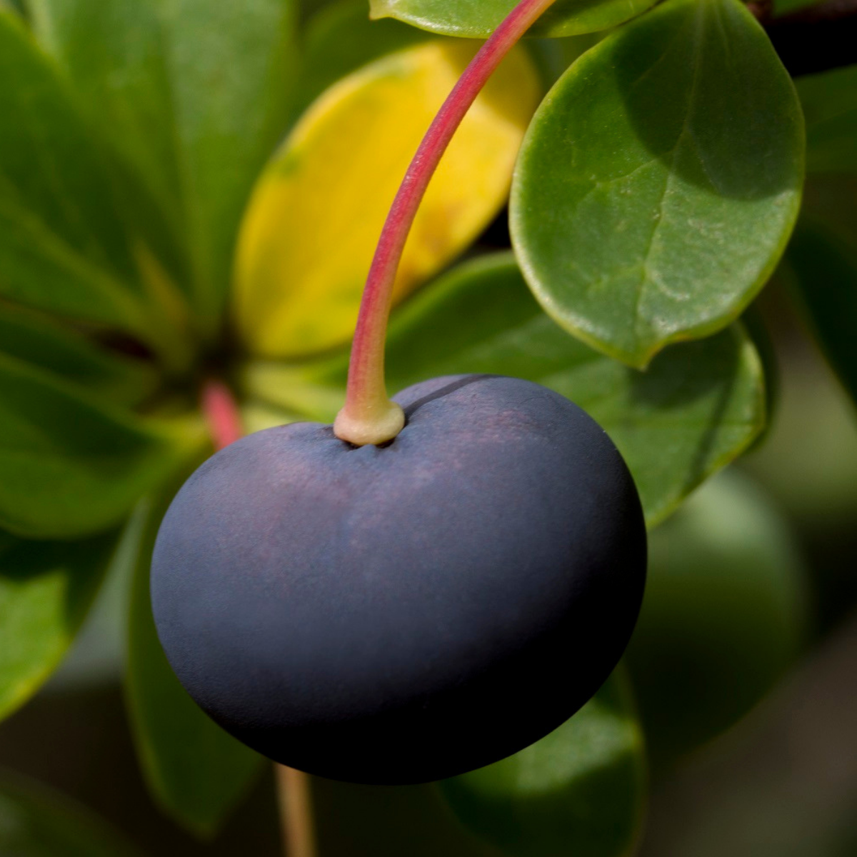 Set “El Mundo del Calafate” – Edición Descubrimiento